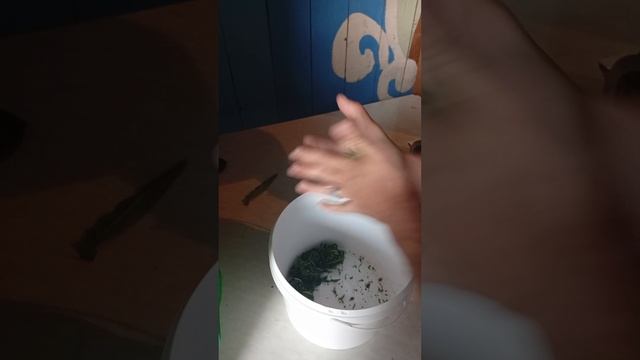 Уральский травник.