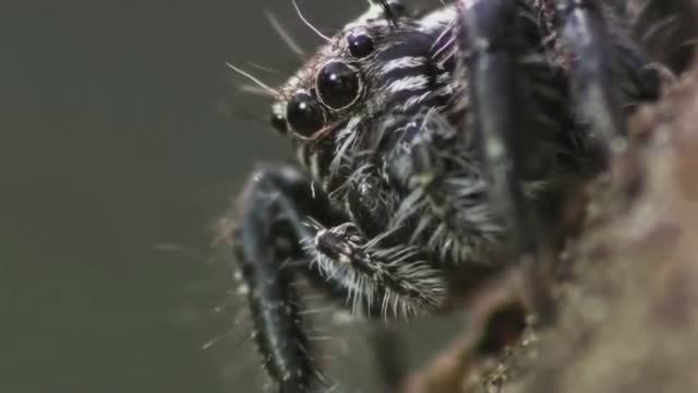 10 Представителей Фауны, которые имеют БОЛЕЕ Двух глаз. top 10 смотреть онлайн