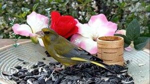 Зеленушки завладели кормушкой (12.05.2025 года)