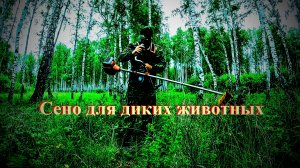 Сено и соль диким животным