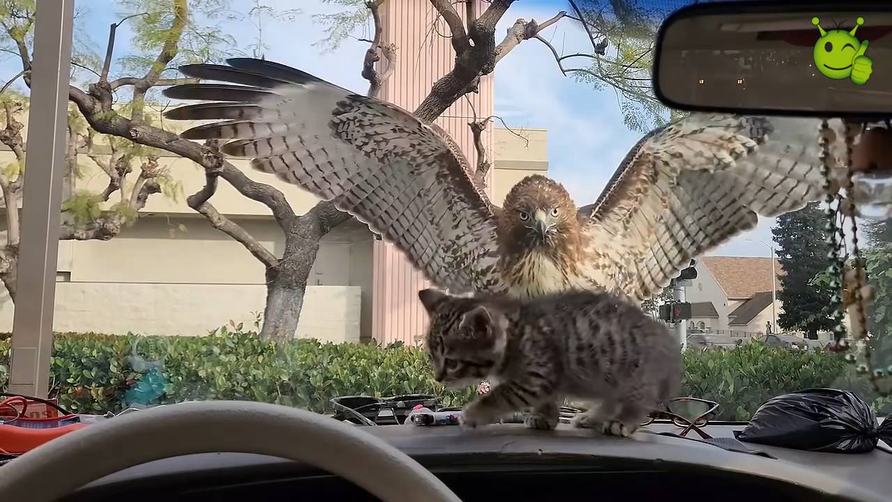 Невероятные моменты и удивительные происшествия запечатленные на камеру. смотреть онлайн