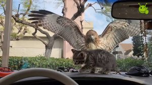 Невероятные моменты и удивительные происшествия запечатленные на камеру.