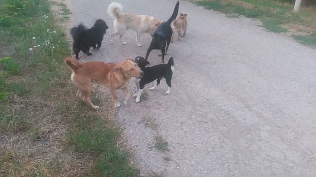 Пёс 2 серия Тусовка