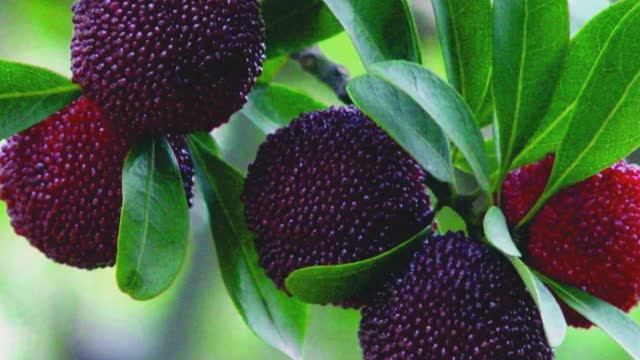 Ягоды, Которые Вы Увидите Впервые в Жизни смотреть онлайн