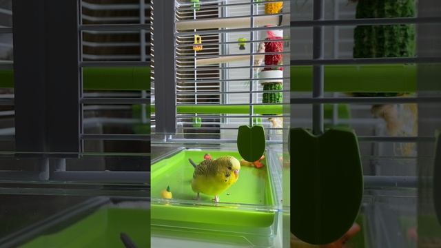 Попугайчик Рикки- забавный говорун. Ricky the parrot is a funny talker. День второй. смотреть онлайн