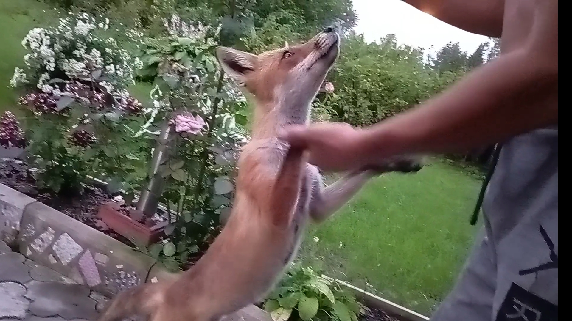 (1074) Лиса приходит в гости. Июль 2025 смотреть онлайн