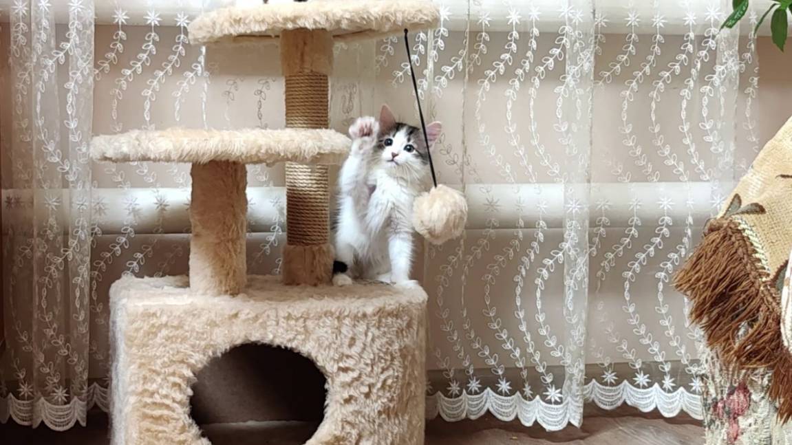 Котята, крошечный домик мечты для котят. смотреть онлайн