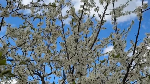 ОДИН РАЗ В ГОД САДЫ ЦВЕТУТ