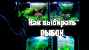 Как правильно выбрать РЫБКУ - аквариумистика