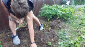 Готовлю себе обед , Жизнь в Деревне,  Обрезала ботву у Картошки,  Помидоры 🍅очень вкусные