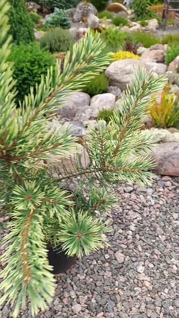 Сосна обыкновенная Одегард ( Pinus silvestris Odegard ). смотреть онлайн