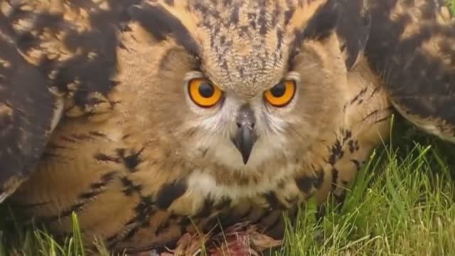 10 САМЫХ ИНТЕРЕСНЫХ ФАКТОВ о СОВАХ смотреть онлайн