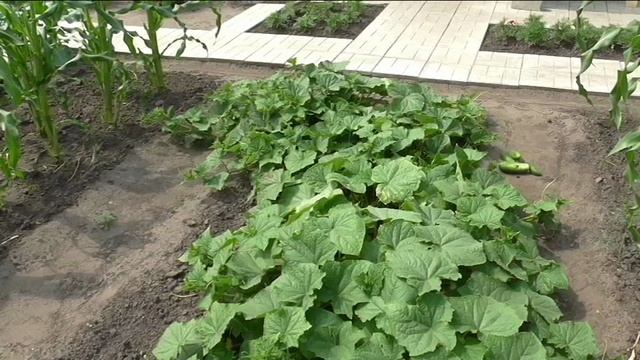 Огурец ХРУСТЯЩИЙ ПУЧОК