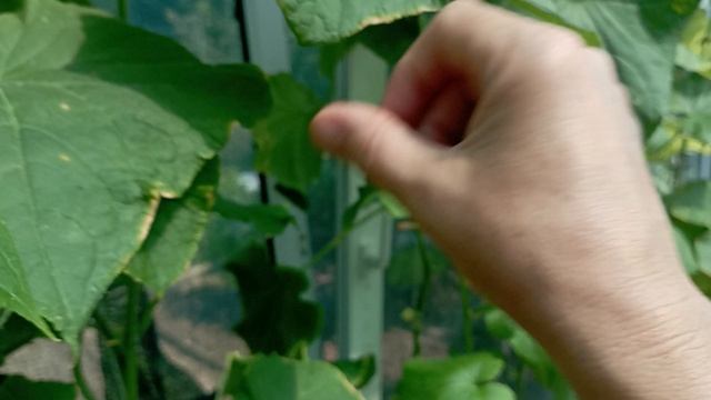 одна ложка универсального удобрения и огурцы снова начали плодоносить#огурцы#урожай смотреть онлайн