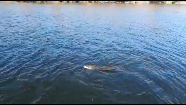 Щука на 7кг смотреть онлайн