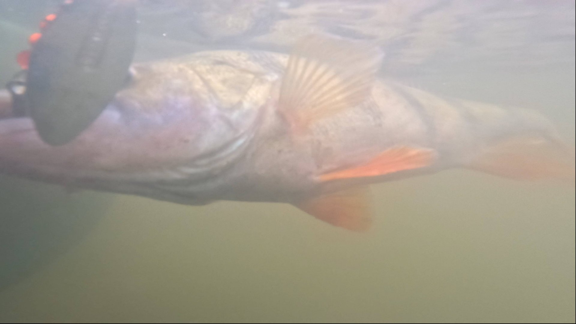 ПОПАЛСЯ ПОЛАСАТЫЙ РАЗБОЙНИК 🎣👀 смотреть онлайн