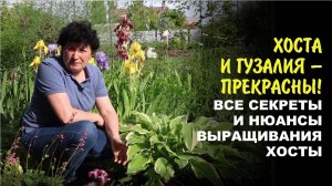 Мастер класс: как вырастить роскошную, безупречную хосту. Прекрасная Гузалия.