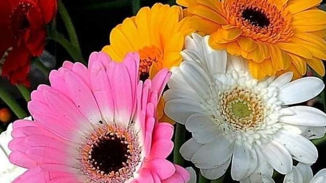 СП"Цветочный калейдоскоп ".Отчëт июль. смотреть онлайн