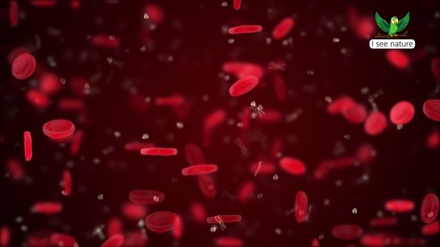 Что такое плазма крови? смотреть онлайн