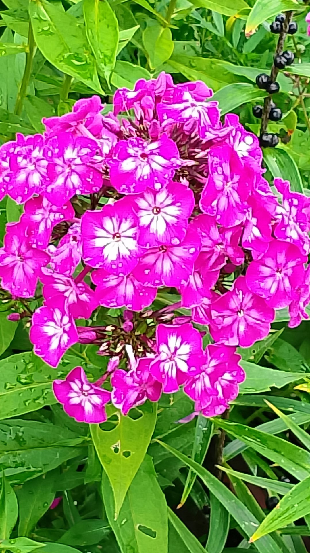 Летняя красота. Флокс. смотреть онлайн