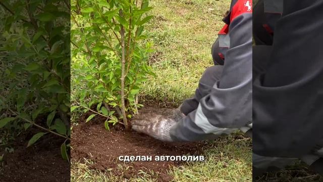 🌼Сотрудники МКУ «Зелёный город» продолжают озеленение нашего города! смотреть онлайн