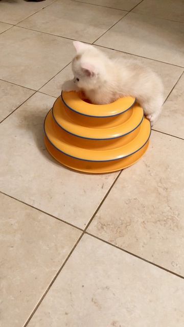 Котята кошки Кайли и котика Маню.