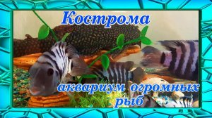 Экзотические огромные рыбы  Кострома путешествие