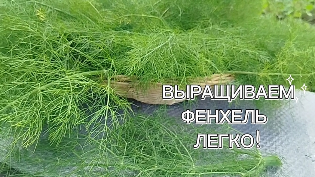 ФЕНХЕЛЬ - ВЫРАЩИВАЕМ ЛЕГКО!