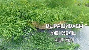 ФЕНХЕЛЬ - ВЫРАЩИВАЕМ ЛЕГКО!