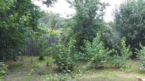 Лучшие сады Сибири не нужны России___ Увы.