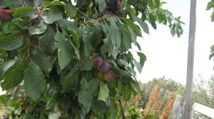 Начало съемок в будущем филиале Академии Наук. Сад В.Тоторова. Серия 2.