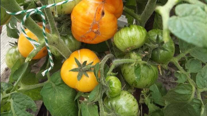 ТОМАТ ГНОМ ДОРОГА ИЗ ЖЕЛТОГО КИРПИЧА смотреть онлайн