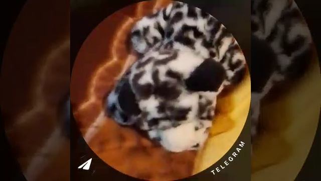 24 июля 2025 г.