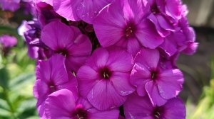 МОЙ САД В ИЮЛЕ. ФЛОКСЫ ЦВЕТУТ