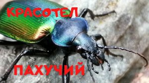 ЖУК. Красотел пахучий. Жужелица. Занесен в Красную книгу.