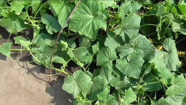 Огурец АПРЕЛЬСКИЙ