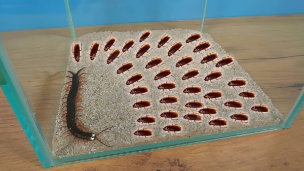 Что если голодная Сколопендра увидит сразу 1000 тараканов?
