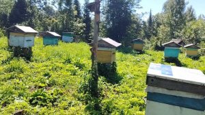 Пасека на Алтае.Заканчивается медосбор в тайге.Чипирование пчёл. Общая база Меркурий.