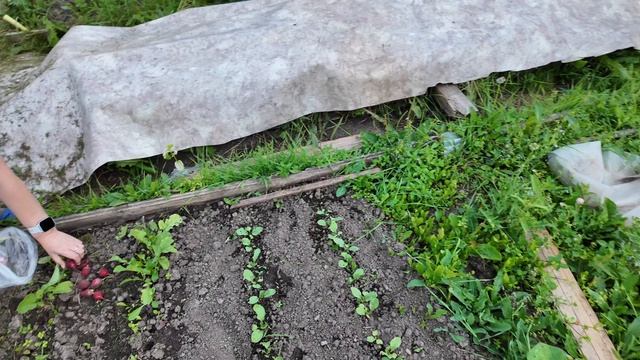 20.07.25 ПРИКОЛЬНЫЙ КОСТЮМ ДЛЯ ПОКОСА ТРАВЫ