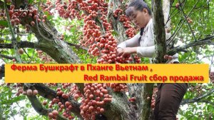 Ферма Бушкрафт в Пханге Вьетнам ,Red Rambai Fruit сбор продажа