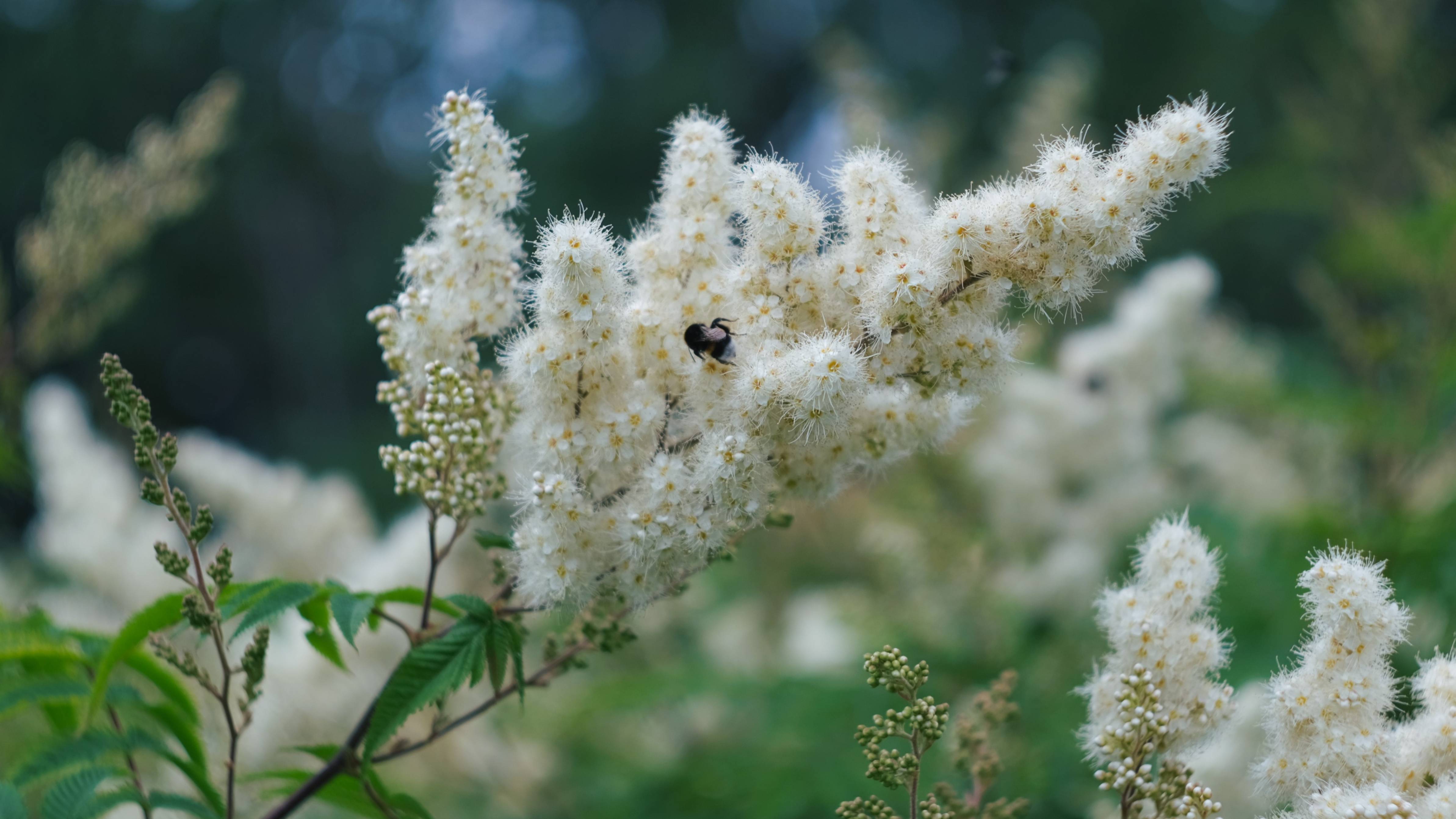 Шмели на рябиннике