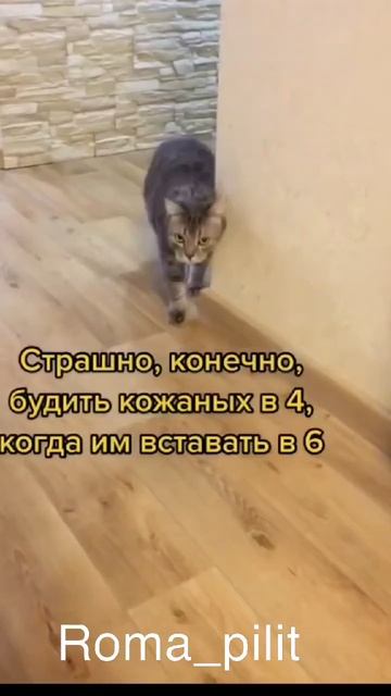 #жизнькота #кот #жиза смотреть онлайн
