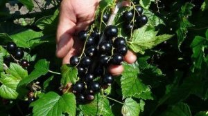ПОСПЕВАЕТ ЧЕРНАЯ СМОРОДИНА НА ДАЧЕ. 😍 НЕСКОЛЬКО СЕКРЕТОВ ПО ВЫРАЩИВАНИЮ ☝☝☝