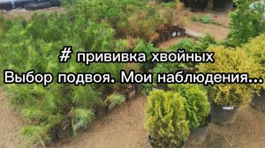 Мои мысли о выборе подвоя для прививки хвойных растений