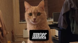 Шок темофей скачал на свой компьютер 10000 игр мем