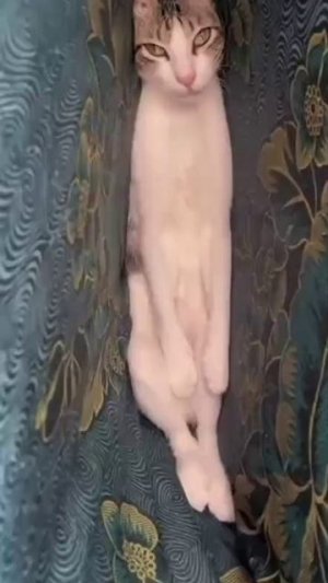 Ой, меня плющит 😹