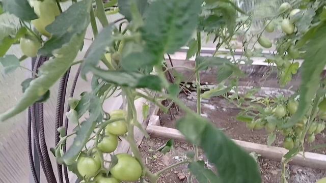 2078.   Обзор посадок в конце июЛя. Часть вторая.