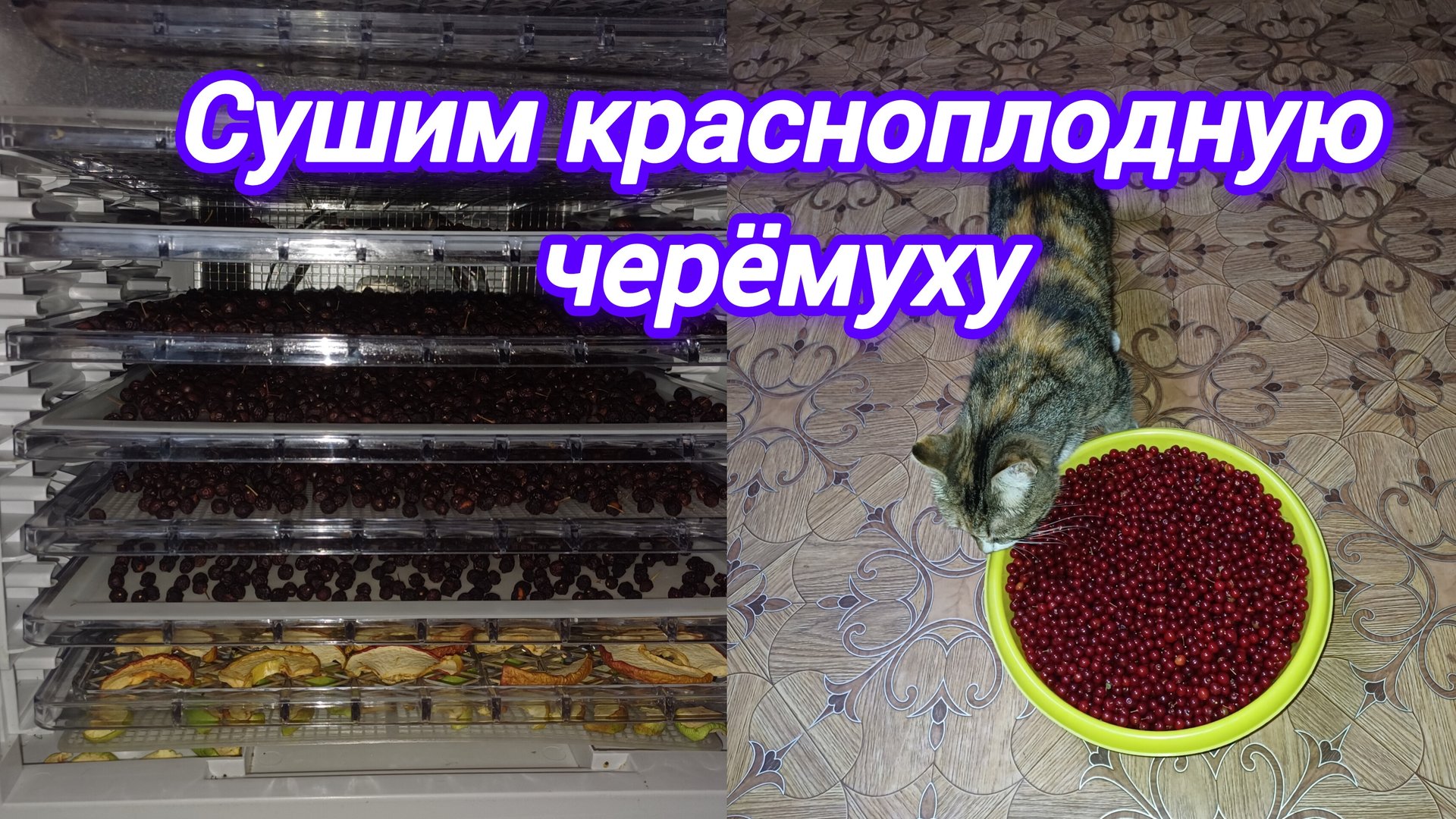 НАШ ТЕЛЕГРАММ КАНАЛ. НАШЕ ОБЩЕНИЕ. ТУТ ВЫ ВСЁ УЗНАЕТЕ РАНЬШЕ. СУШИМ ФРУКТЫ НА КОМПОТ смотреть онлайн