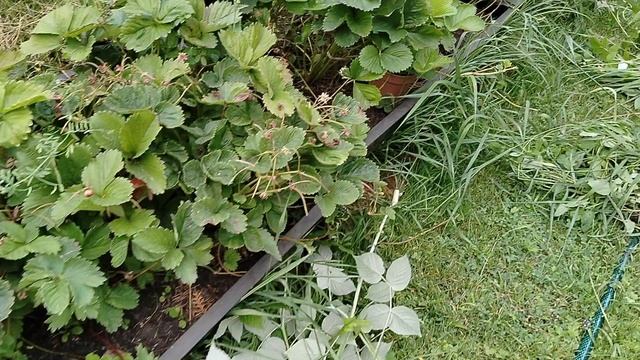 Ловлю клубничные усишки. смотреть онлайн