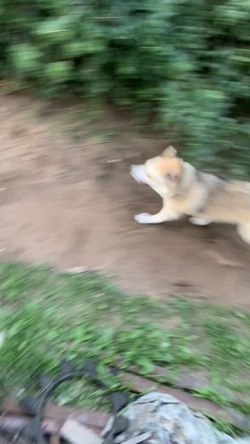 Разгон за 1 секунду
#хаски #щенок #собака #домашниеживотные #БрюликиЛиска #dog смотреть онлайн